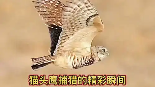  猫头鹰捕猎的精彩瞬间