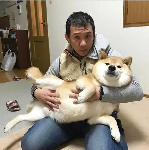  一组图片,让你瞬间明白养柴犬与哈士奇的差别,网红狗都不好养呀