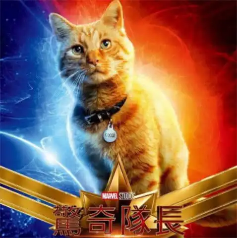  萌宠变猛宠,橘猫c位出道有深意,真实身份是噬元兽