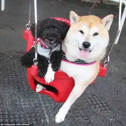  日本柴犬荡秋千萌翻网友伸着舌头笑容灿烂组图
