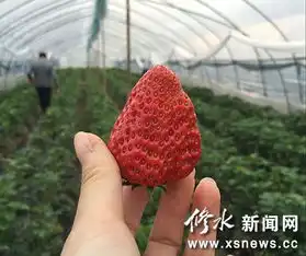  宁州镇岗上村草莓园引游客观光采摘