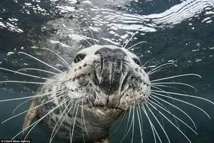  呆萌小海豹拍完写真意犹未尽打劫摄影师相机