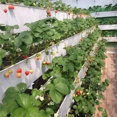  立体草莓的种植主要方法有哪些