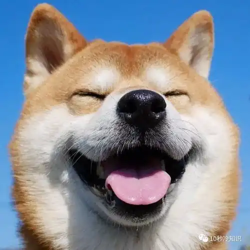  最接近狼的狗,不是哈士奇,竟然是它