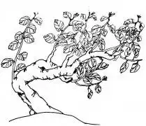  大树简笔画图片大全简单大树怎么画涂色各种大树简笔画教程1小手画堂