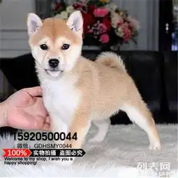  顶级日本柴犬幼犬品相好血统纯看父母价可面议