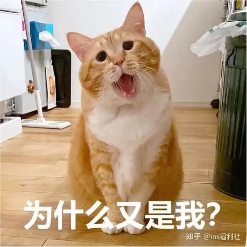  ins丧文化代言猫,丧的有理有据,网友热评让我养一只丧喵吧