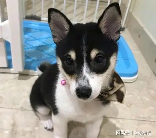  柴犬疑似哈士奇的种,主人赶紧辟谣,网友它爸肯定是哈士奇