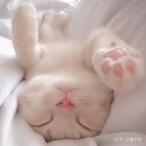 萌宠可爱猫咪头像无法言