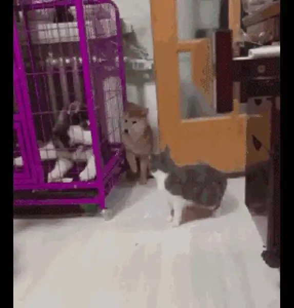 柴犬哈士奇头像图片打架
