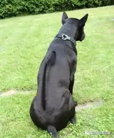  关于脊背犬我想说的是...