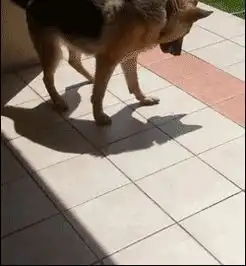  关于犯二这件事哈士奇终于可以松口气了