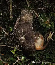 猫头鹰捕鼠的精彩瞬间
