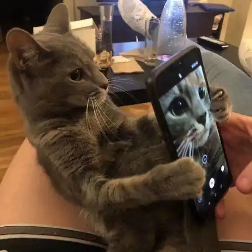  有没有可爱到爆炸的头像猫咪单人头像丨表情包
