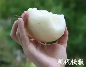  鸭梨是什么梨梨子真的有公母原来你是这样的梨