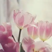  微信花草图微信头像图片大全