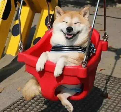  动物界表情包愤怒的哈士奇,治愈微笑的柴犬,还有职业假笑的猫
