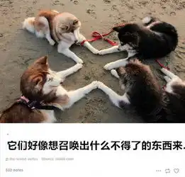  哈士奇的2是一种妖娆,不分国界