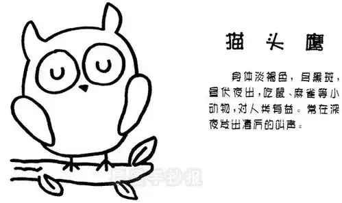  简单的猫头鹰简笔画