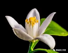 超漂亮花草的微信头像橙