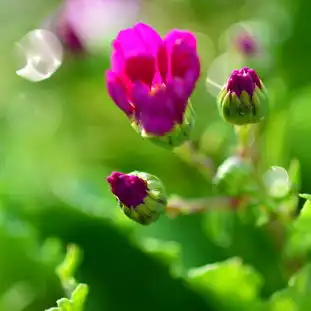  阿番摄影作品写意花卉