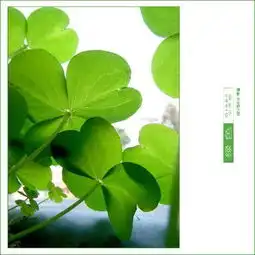  谁有四叶草的图片要图片,不要网址,要清晰谢谢
