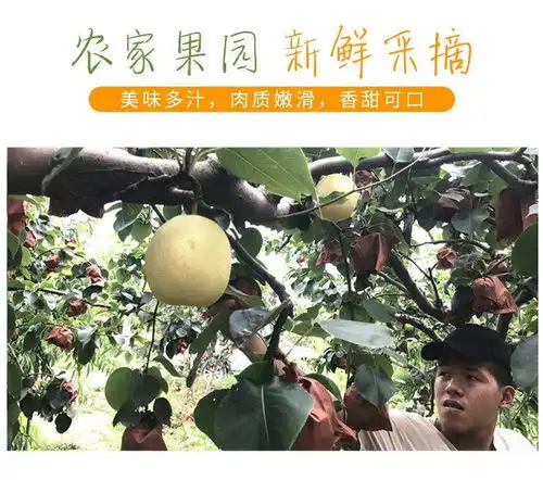  河北现摘脆皇冠梨5斤孕妇新鲜水果批发非雪梨香酥梨魏县鸭梨
