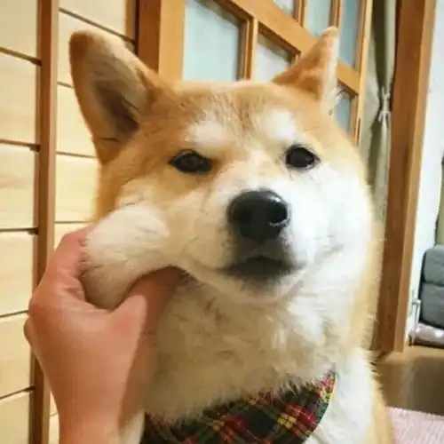  每日头像