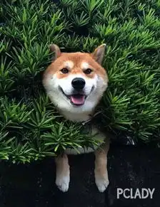  不同品种的狗狗卡住的风格完全不一样......