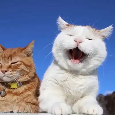  猫咪头像可爱图片萌宠猫咪图片大全可爱