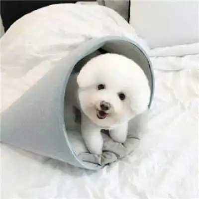  呆萌比熊犬头像宠物比熊图片大全可爱