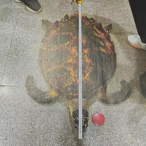 成都男子为镇宅辟邪买玳瑁标本挂墙上获刑