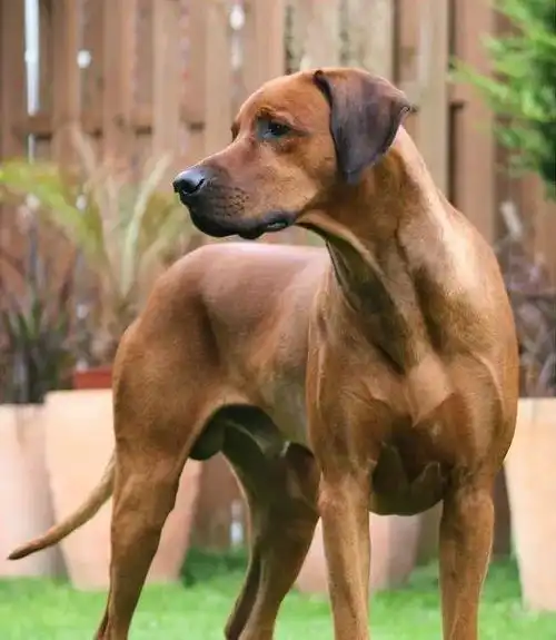  百科罗得西亚背脊犬,拥有逆鳞的非洲猎狮犬
