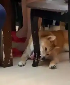  主人吃饭不喂狗,柴犬化身哈士奇啃椅子这椅子你别想要了