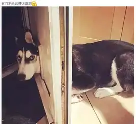  哈士奇真是一个神奇的物种
