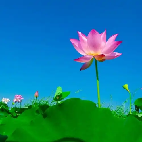  下周开始,好运连连,4大生肖富裕有余,财星普照,财运降临肖蛇