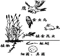  生活在寒冷地区的生物是a.企鹅b.水稻c.大象d.香蕉青夏教育精英家教网