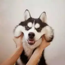  一组图片,让你瞬间明白养柴犬与哈士奇的差别,网红狗都不好养呀