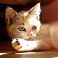  微信头像可爱熊猫微信头像图片大全