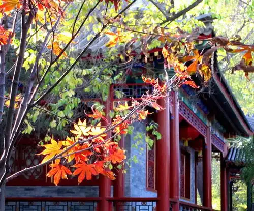 小小阿狸头像恭王府