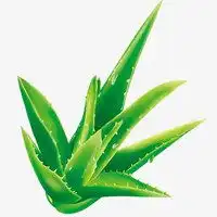  卡通芦荟头像微信头像图片大全
