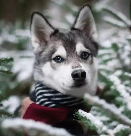 柴犬哈士奇头像图片奶奶