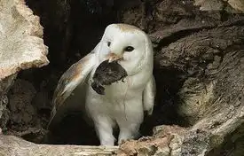  英国饥饿猫头鹰吞食老鼠满足露神秘笑容图
