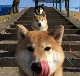  柴犬其实就是癞皮狗
