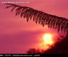  落日映衬下的树叶图片免费下载编号1953704红动网