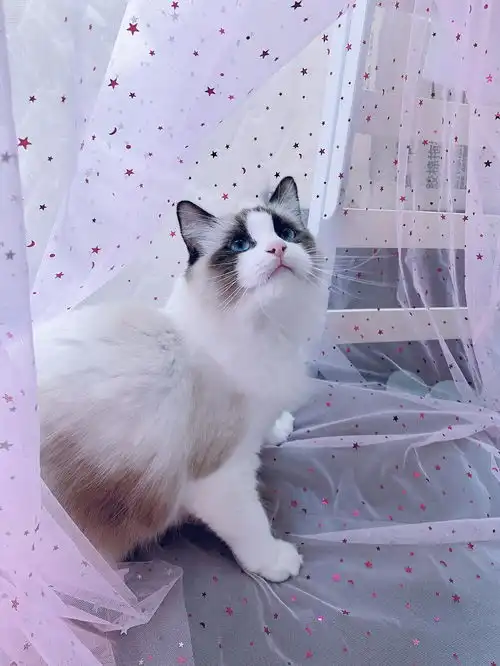  晒猫泡芙公主的心动瞬间