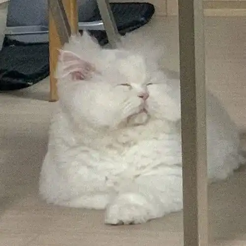 哈哈超可爱滴宠物头像图集