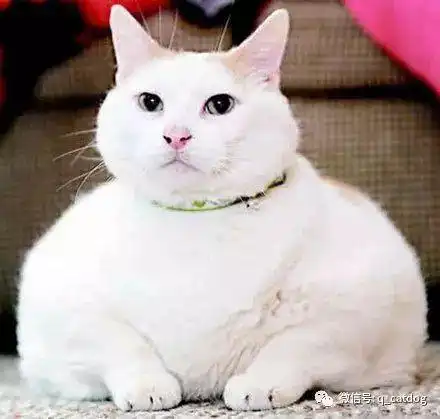  其实我不胖,只是懒的瘦