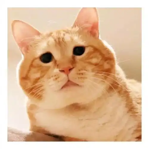  又肥又丧的橘猫gupi,哈哈哈哈嗝也太萌了