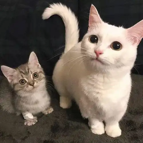 萌宠可爱猫咪头像担心